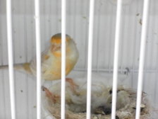 SAM_0691 - copia.JPG