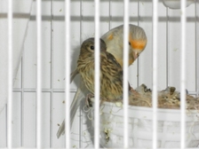 SAM_0713 - copia.JPG