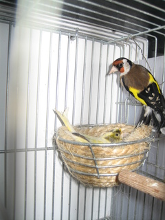 piopa 001.JPG