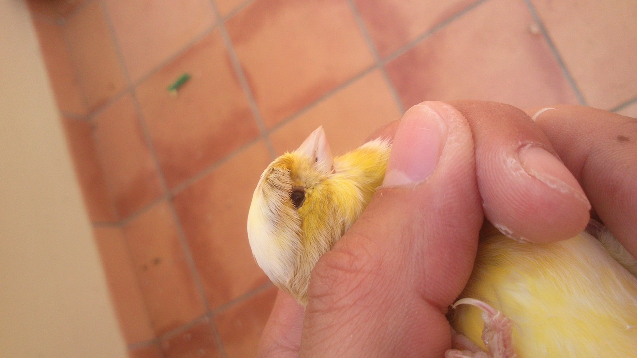 DSC_0432.jpg