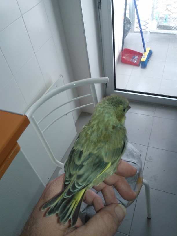 verderon numero 3