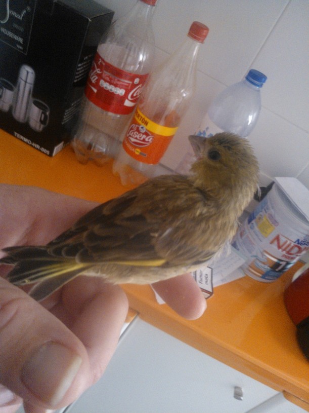 verderon numero 3 foto 2