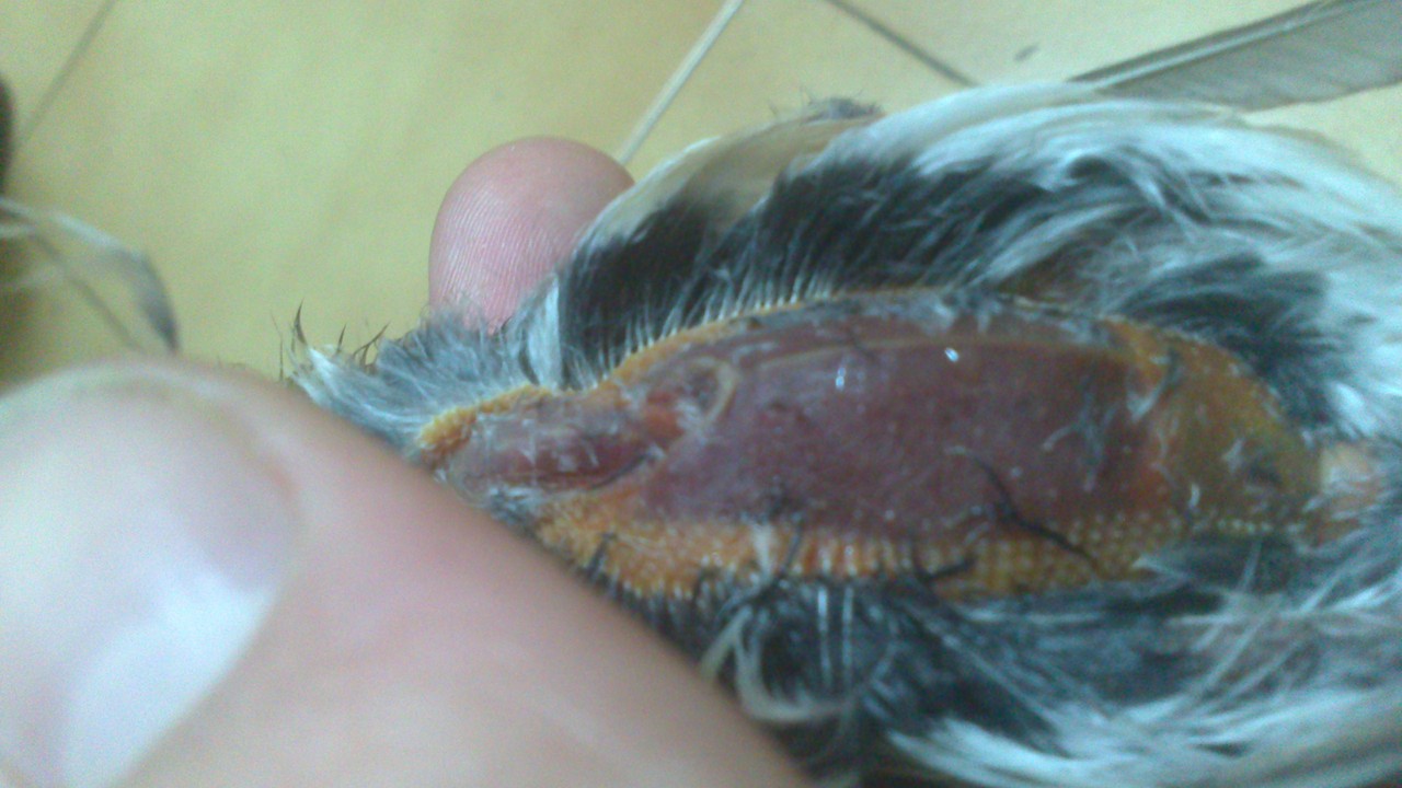 Me temo k no sea coccidiosis y k los demas se contagien, ya os ire contando. Muchas gracias a todos por los animos, ahora mismo me sirve de mucho vuestras palabras para seguir intentandolo, hace un momento solo keria kitarmelos todos a tomar x. ... Gracias familia