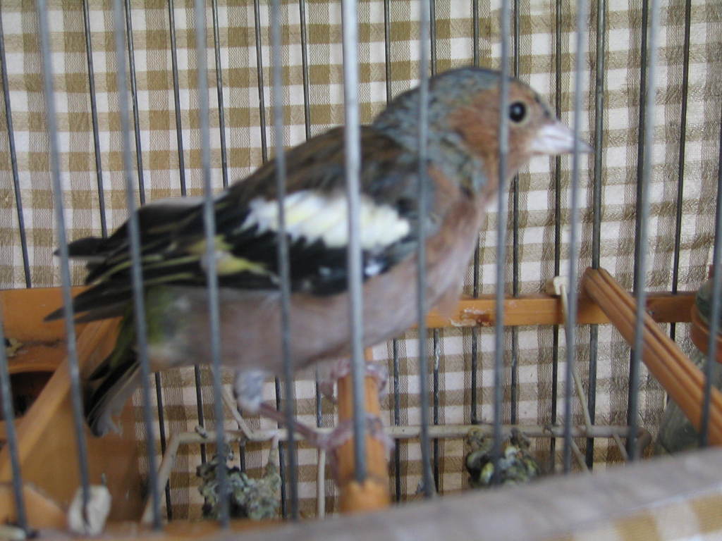 pinzon en muda