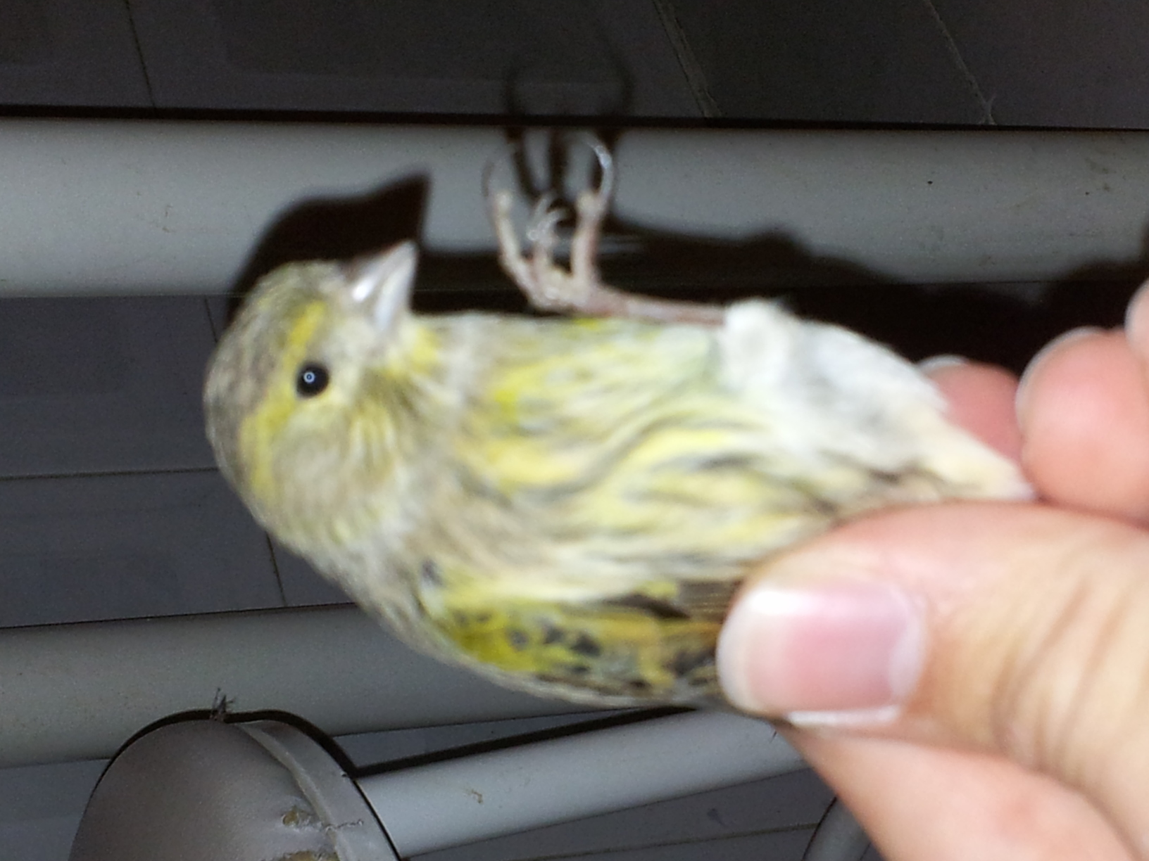 20130525_211856.jpg