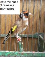 y este jilguero me pegava 3 veces pero ah salido de la remuda hara 2 semanas casi