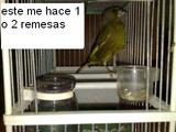 y este verdon pega una vez y ala segunda se corta un poco tengo otro verderon pero es muy arisco