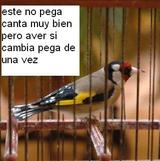 este jilguero canta bien pero no pega lo puse meneava pero tardo 2 minutos y solo hizo una meneada ya pegara algun dia jeje
