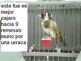 este jilguero es el mas importante que eh tenido eh ganado muchos trofeos con el pero una urraca le arranco la cola y casi todo el ala lo desinfecte y ala mañana siguiente estava muerto 9 remesas seguidas y solo tenia4 años pobre
