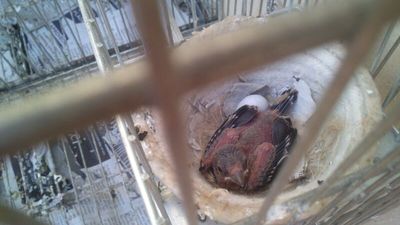 MIXTO JILGUERO X TIMBRADA GRIS.jpg