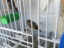 SAM_0740 - copia.JPG