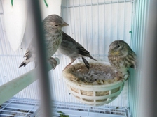 SAM_0741 - copia.JPG