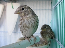 SAM_0744 - copia.JPG