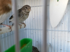 SAM_0745 - copia.JPG