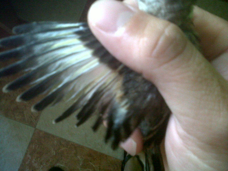 alas que dos me han salido con las alas asi