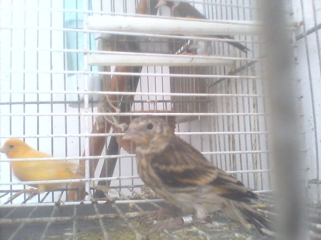 mixto de jilguero
