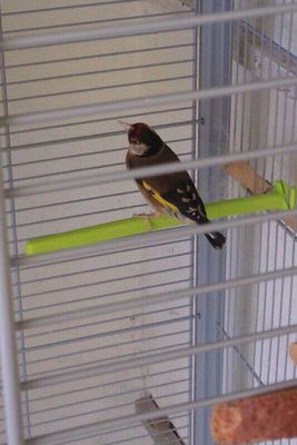 Ayuda!!me han regalado esta preciosidad y me gustaria saber que raza es y si puede ser la edad..quiero saber mas acerca de ella!!gracias a todos!