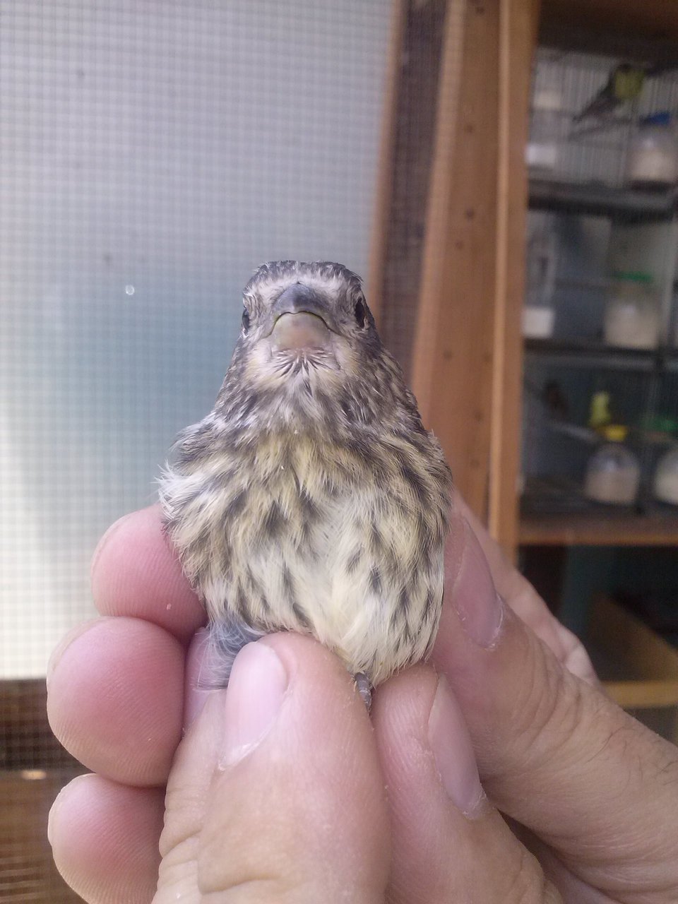 Pájaro. 2 (1).jpg