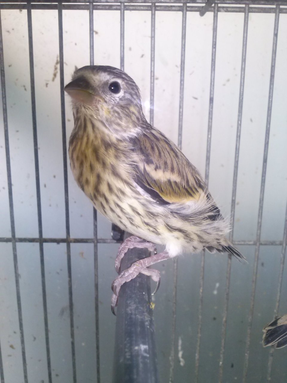 Pájaro 1.jpg