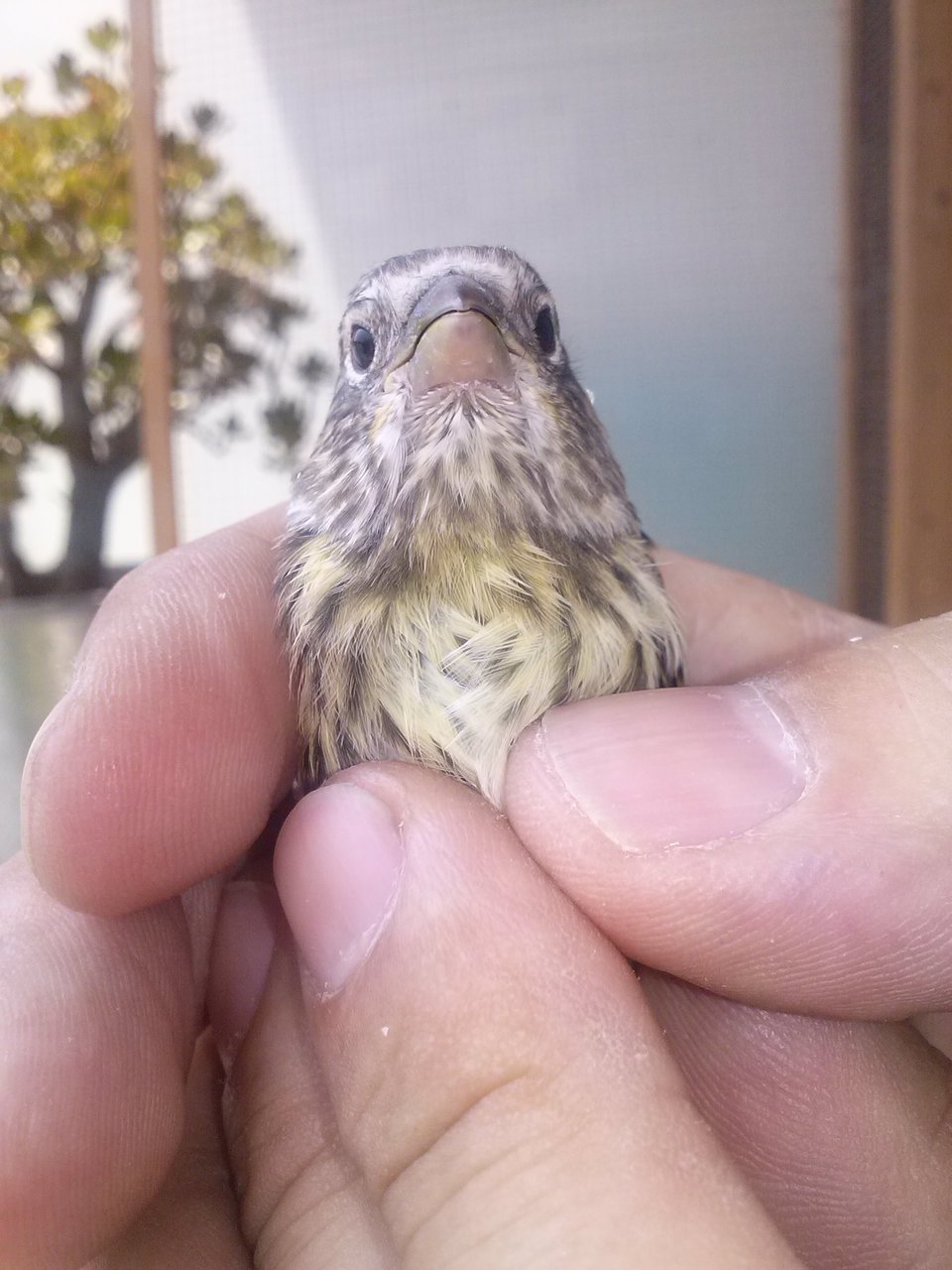 Pájaro. 1.jpg