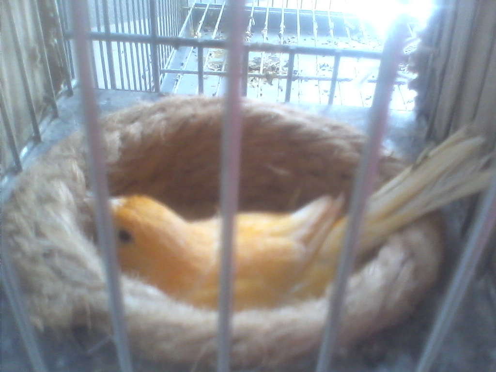 la madre del mixto