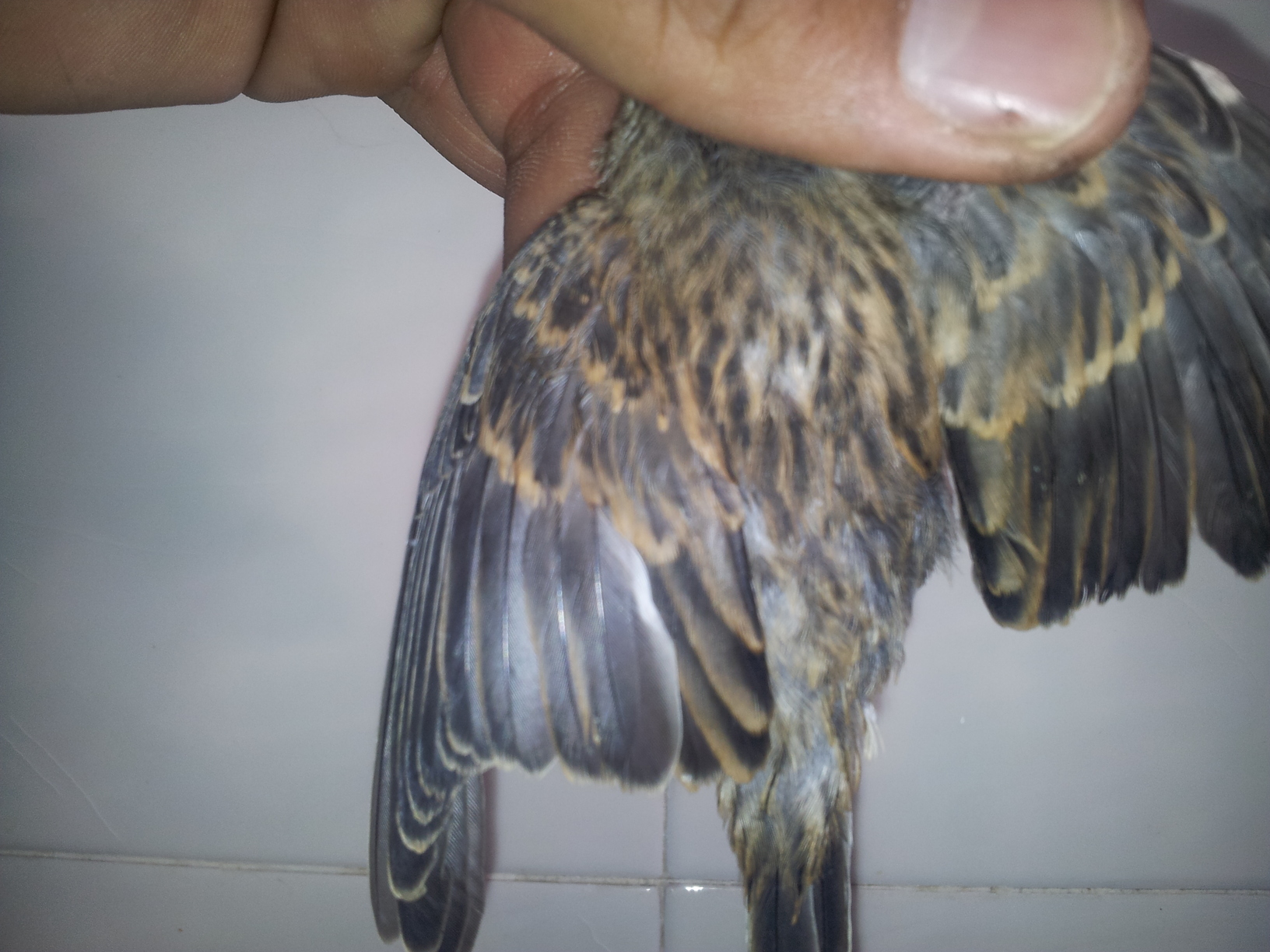 20130701_194236.jpg