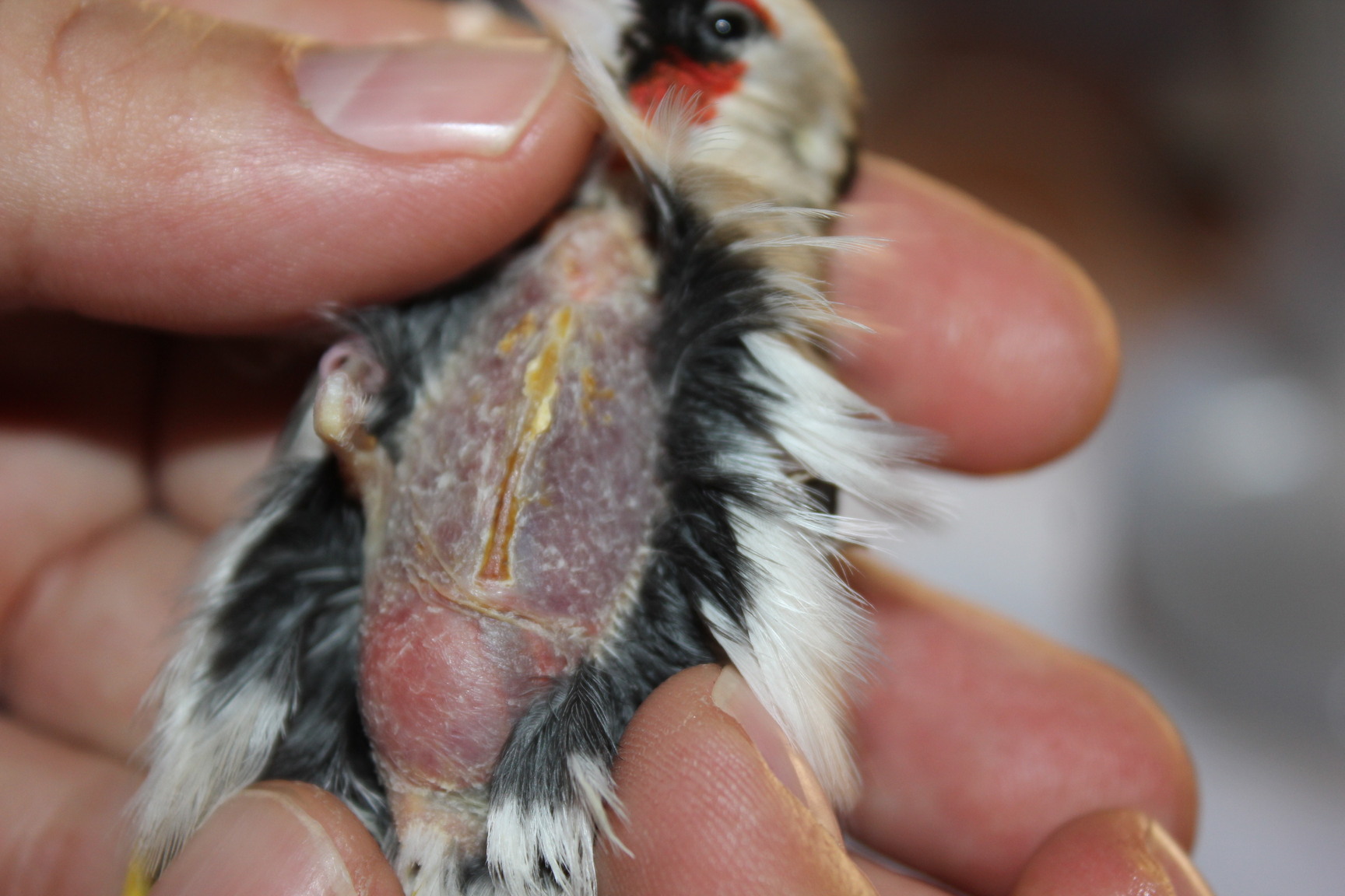 Este es el que se murio hace un mes.