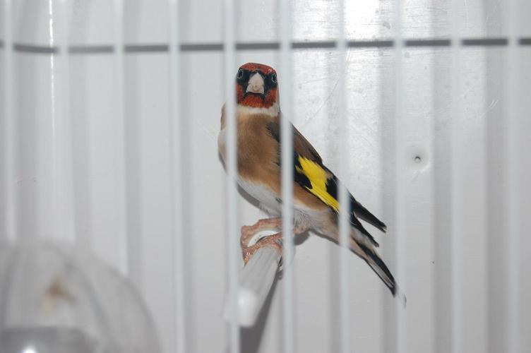 Macho 2009.jpg