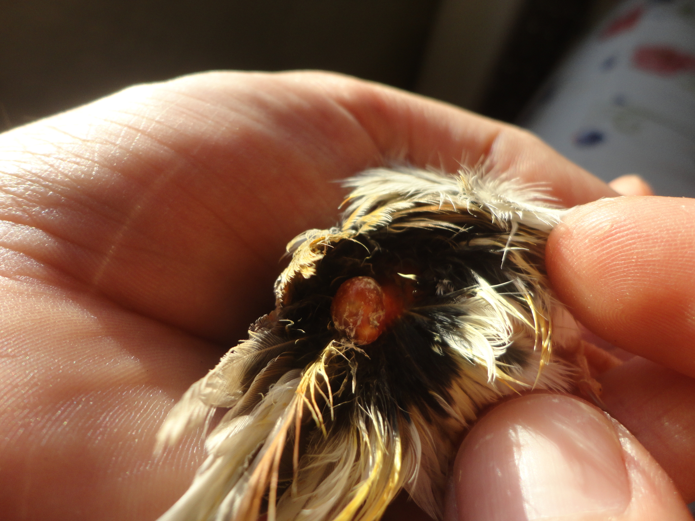 Aqui os dejo unas recientes NO  PUEDO REDUCIRLAS