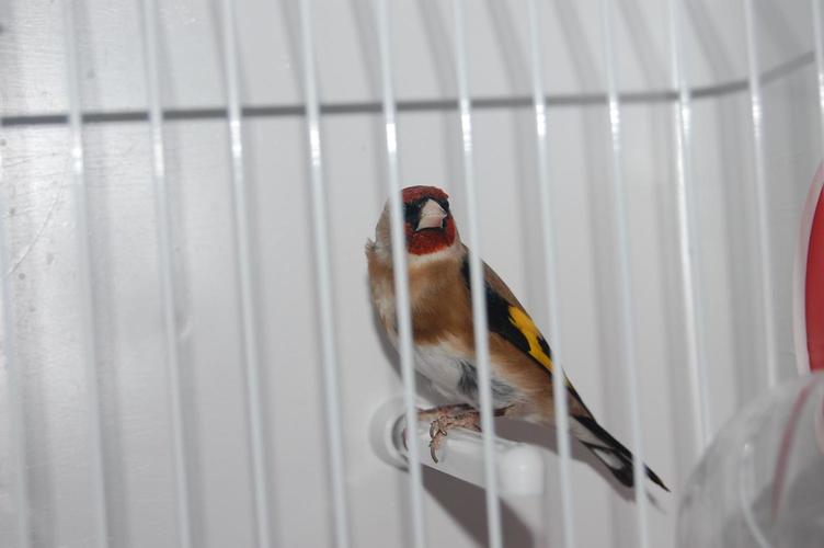 Macho 2010.jpg