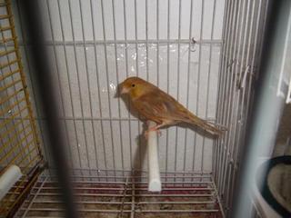 Canaria 2011.JPG