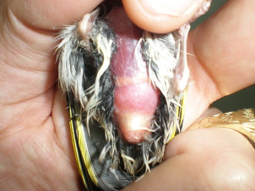 P1010001 - copia.JPG