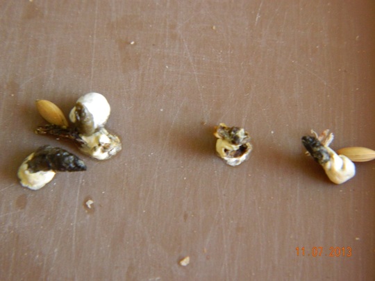 Estas son las heces si le dejo unas horas sin beber agua y sin ponerne fruta o verdura