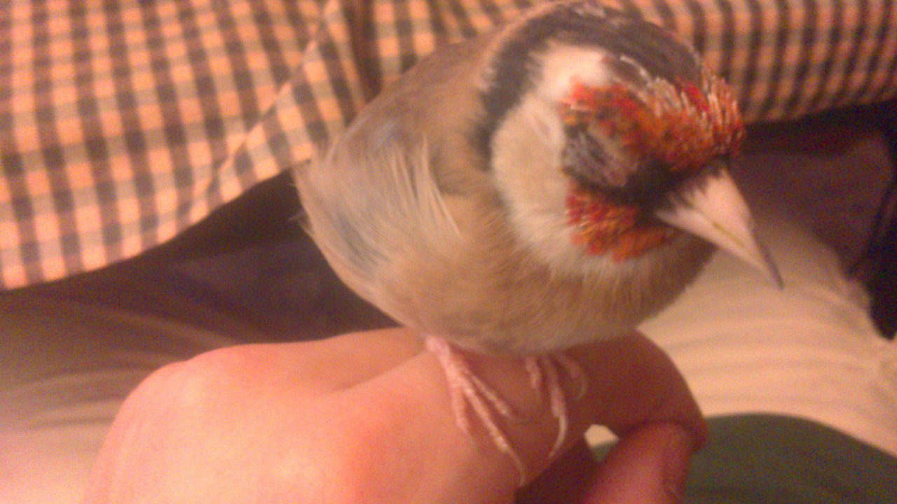 Eso es ahora. Muestra la hinchazón en el ojo. Está tranquilo en cuanto respiración aunque se nota la disnea.