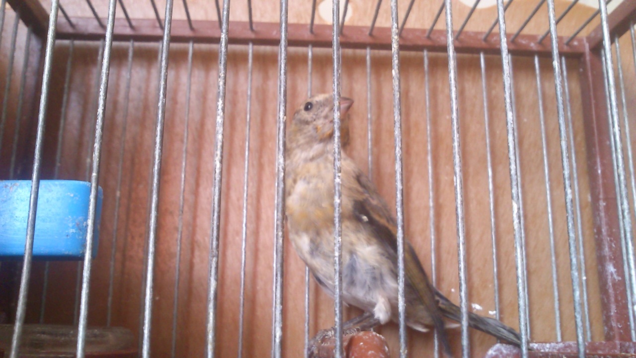 Imagen1