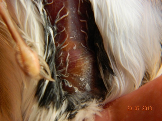 foto5.jpg