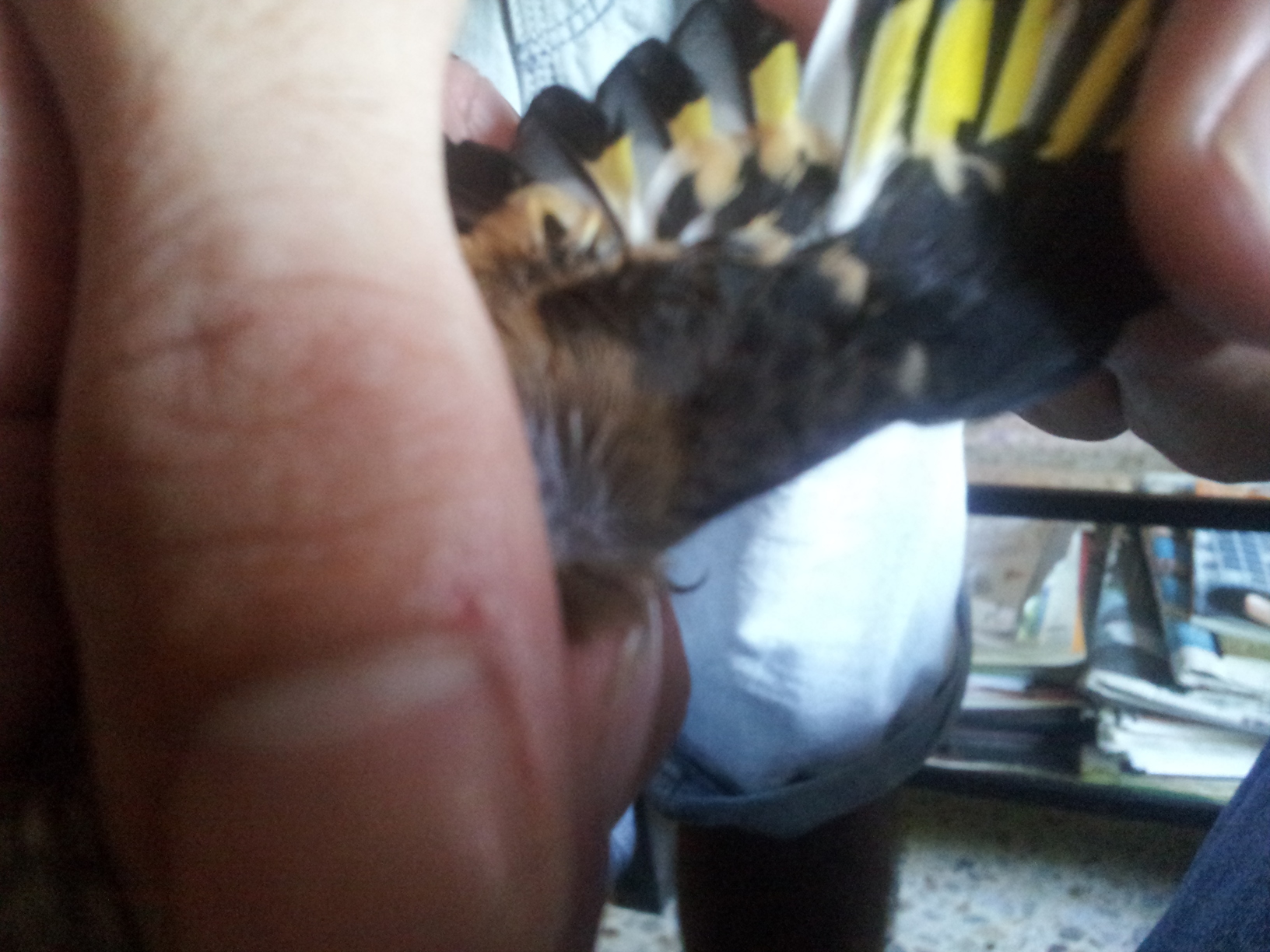 20130724_193303.jpg