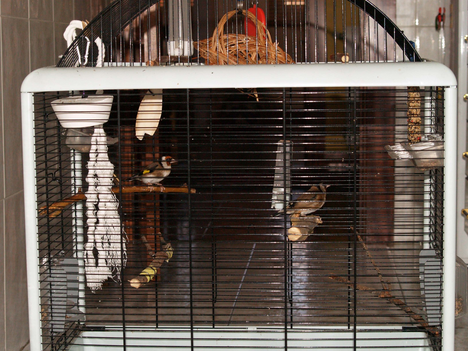 pareja de jilgueros 2.jpg