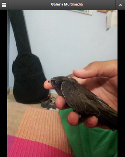 pájaro raro.png