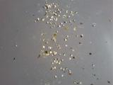 Foto0778.jpg
