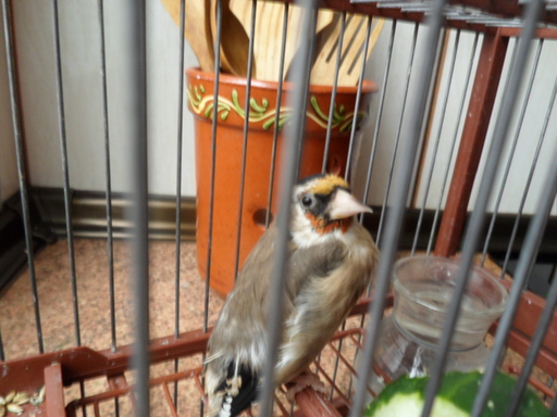 yo digo que es macho