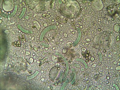 espirulina en el bizcocho.jpg