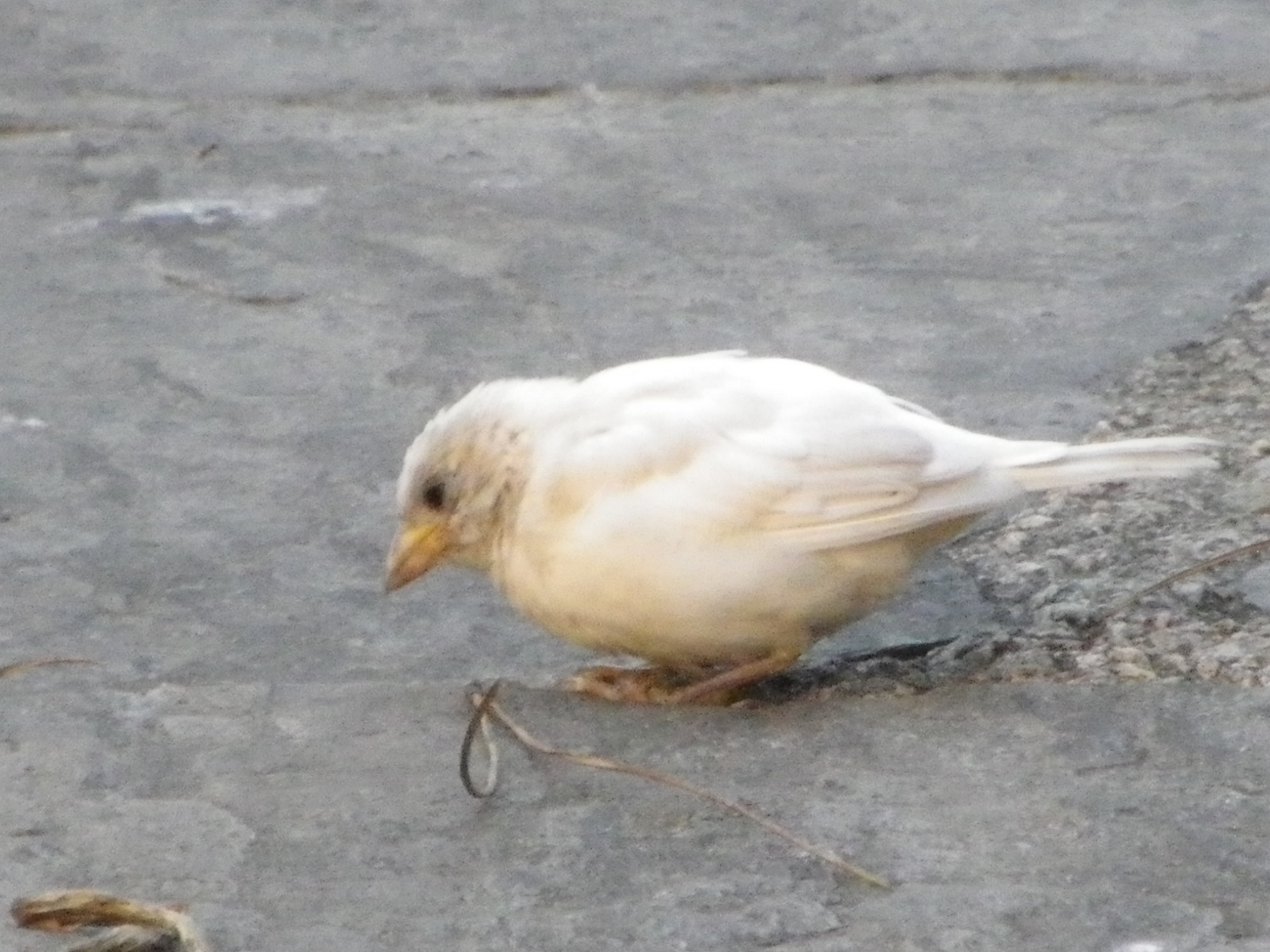 IMGP0865.JPG