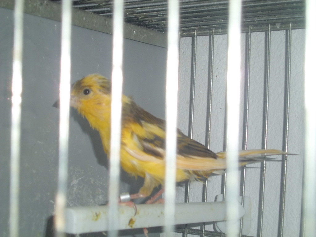 Canario novel 2.JPG