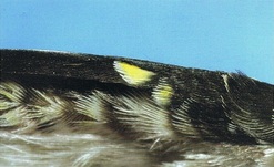 imagen-5.jpg