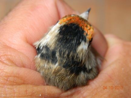 P1.jpg