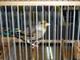 Copia de pajaros 2011 035.jpg