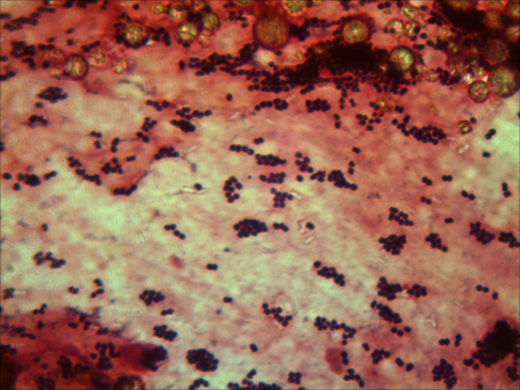 Jilguero Miguel-2.jpg