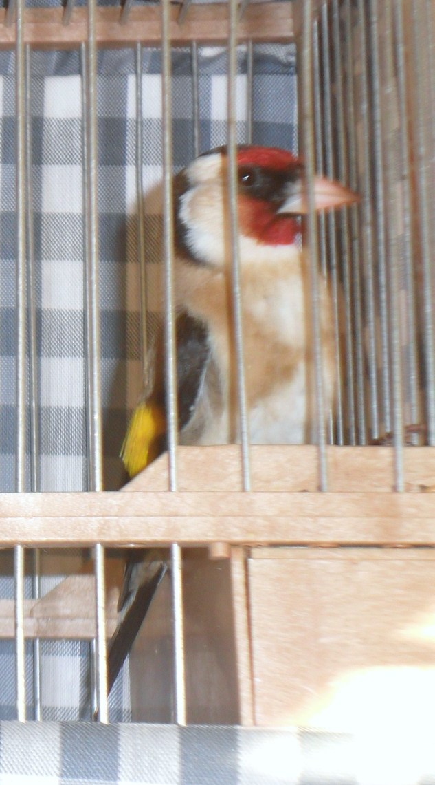 SAM_0291 - copia.JPG