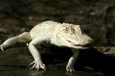 336px-Cocodrilo_albino.jpg